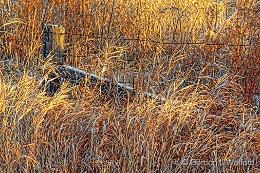 Overgrown Fence_02532.jpg - Photographed at sunrise near Smiths Falls, Ontario, Canada.